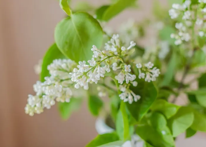 Schweigerhof Affittacamere 3*